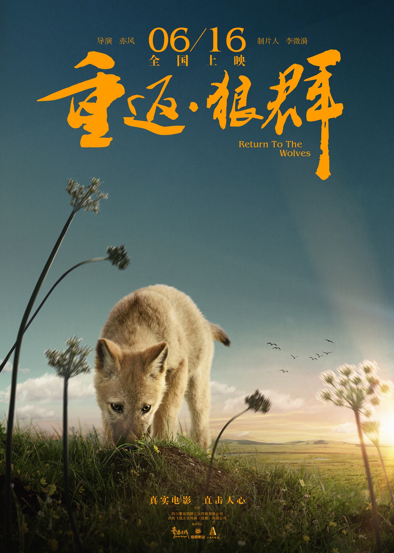 真实纪录片《重返·狼群》是四川重返狼群文化传媒,亦风飞扬文化传媒