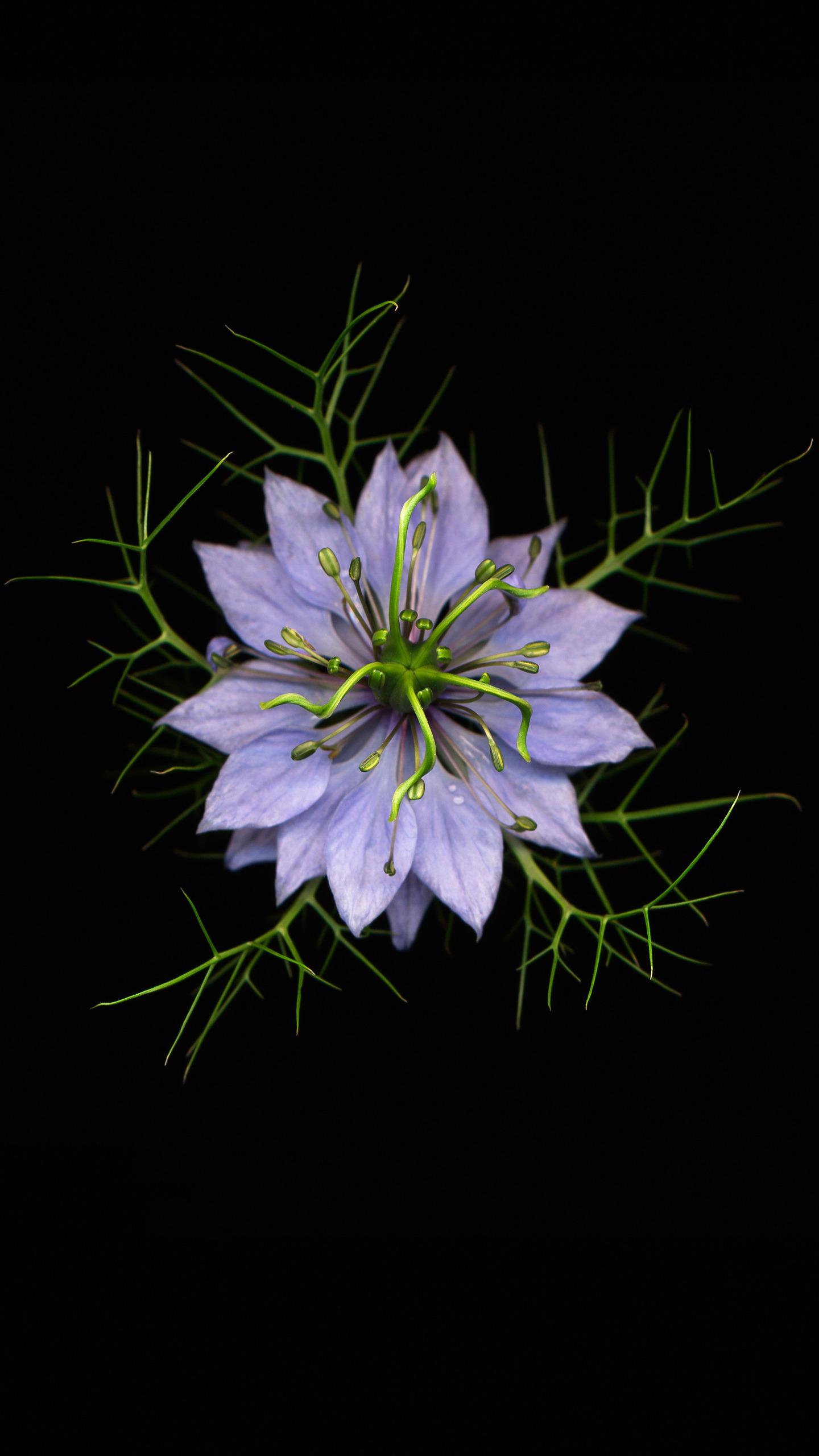 黑种草—华为杂志锁屏长着带花边的鲜绿色叶子,开白色或者蓝紫色的花