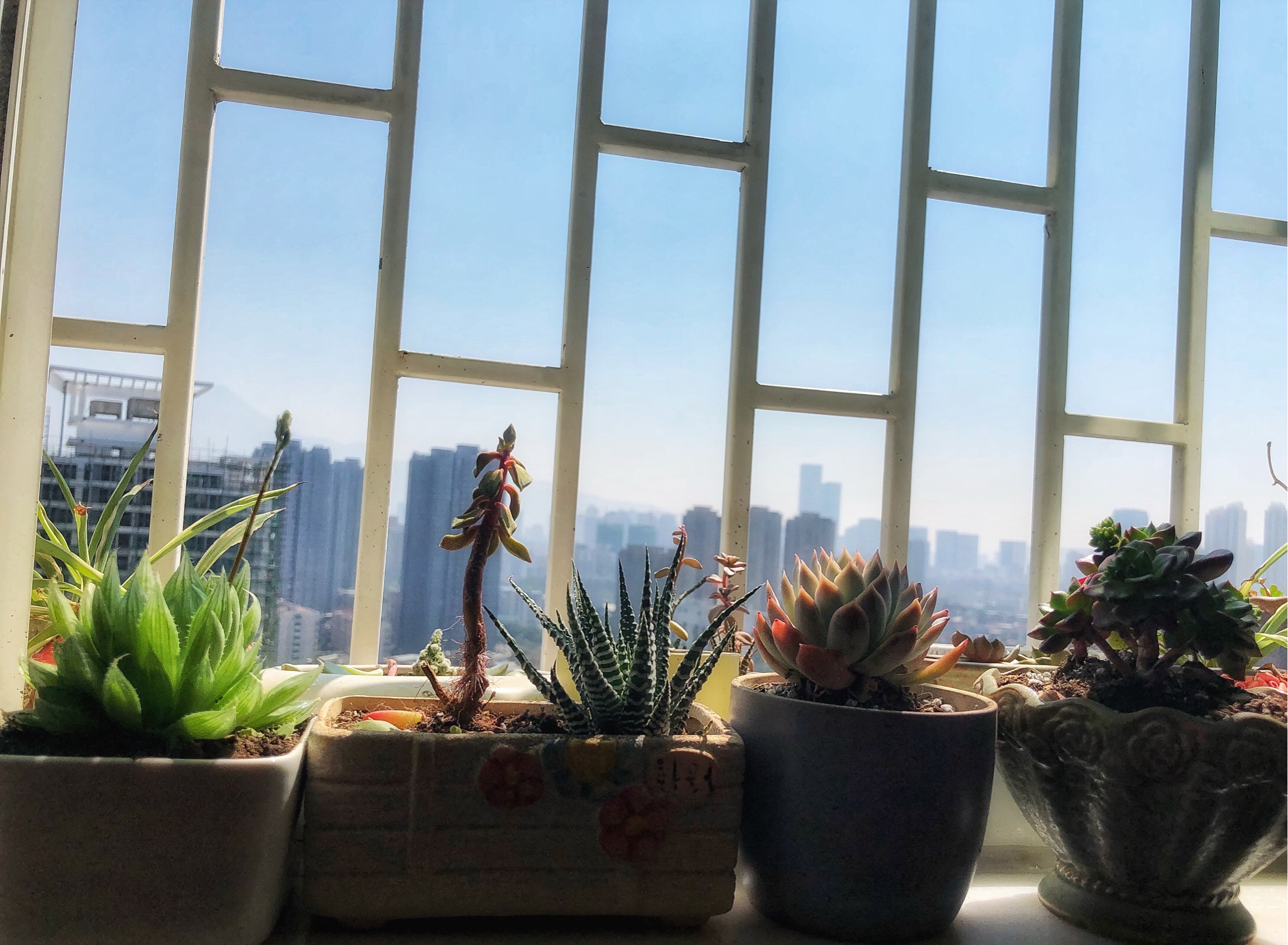 阳光 窗台的风景
