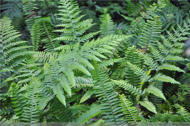 柔毛油杉(国家二级保护植物)