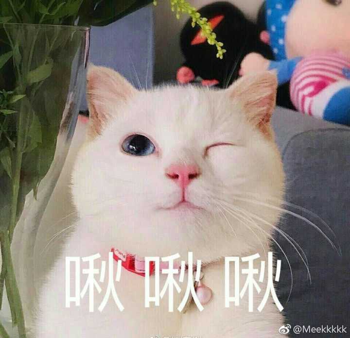 猫咪表情包 啾啾啾