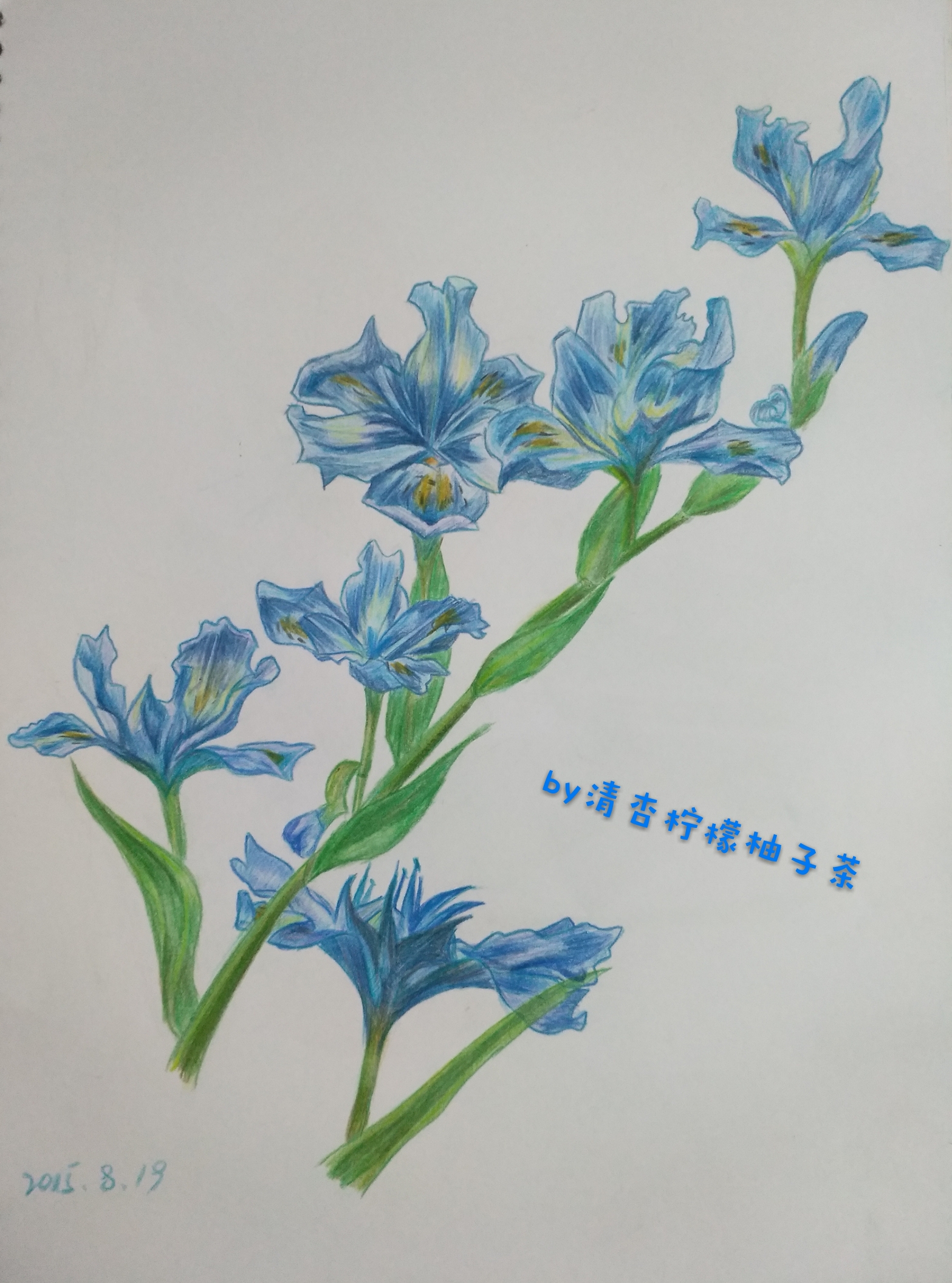 鸢尾花 第一副彩铅作品 叶子部分处理不太好 by清杏柠檬柚子茶转载请