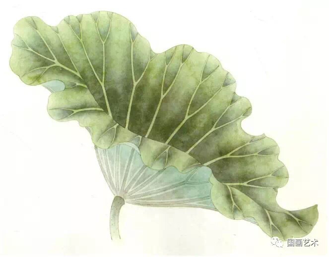 荷叶的画法