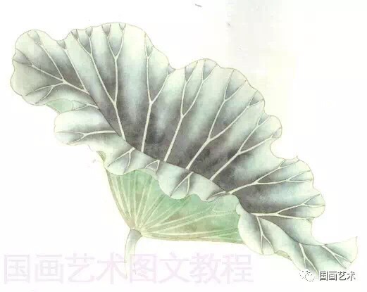 荷叶的画法