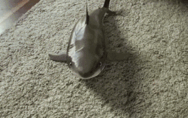 小鲨鱼gif图片