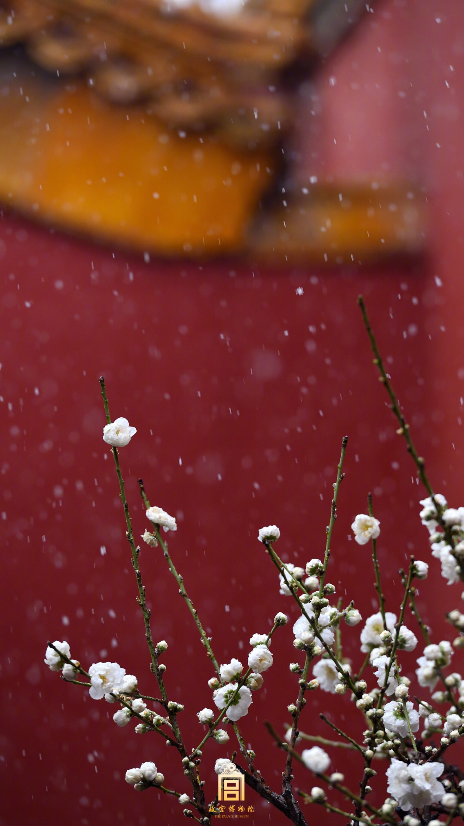 故宫雪里已知春信至寒梅点缀琼枝腻