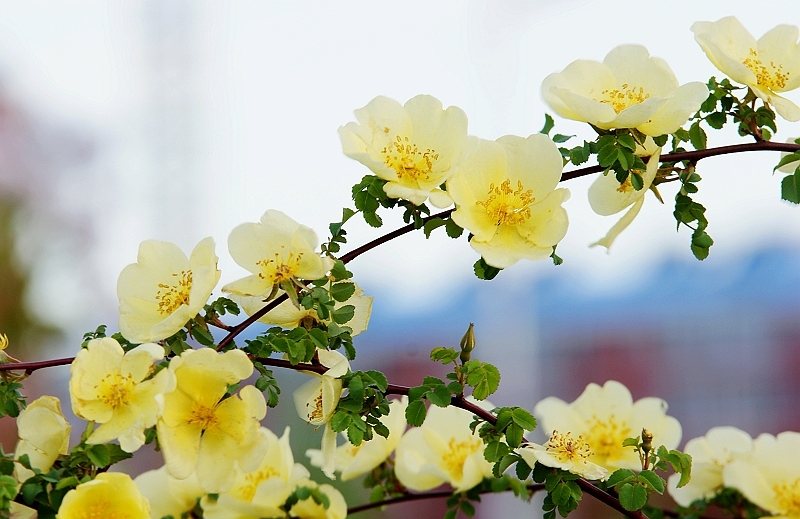 棠棣花开各芬芳什么意思