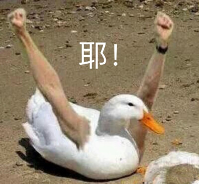 interesting 万能表情包