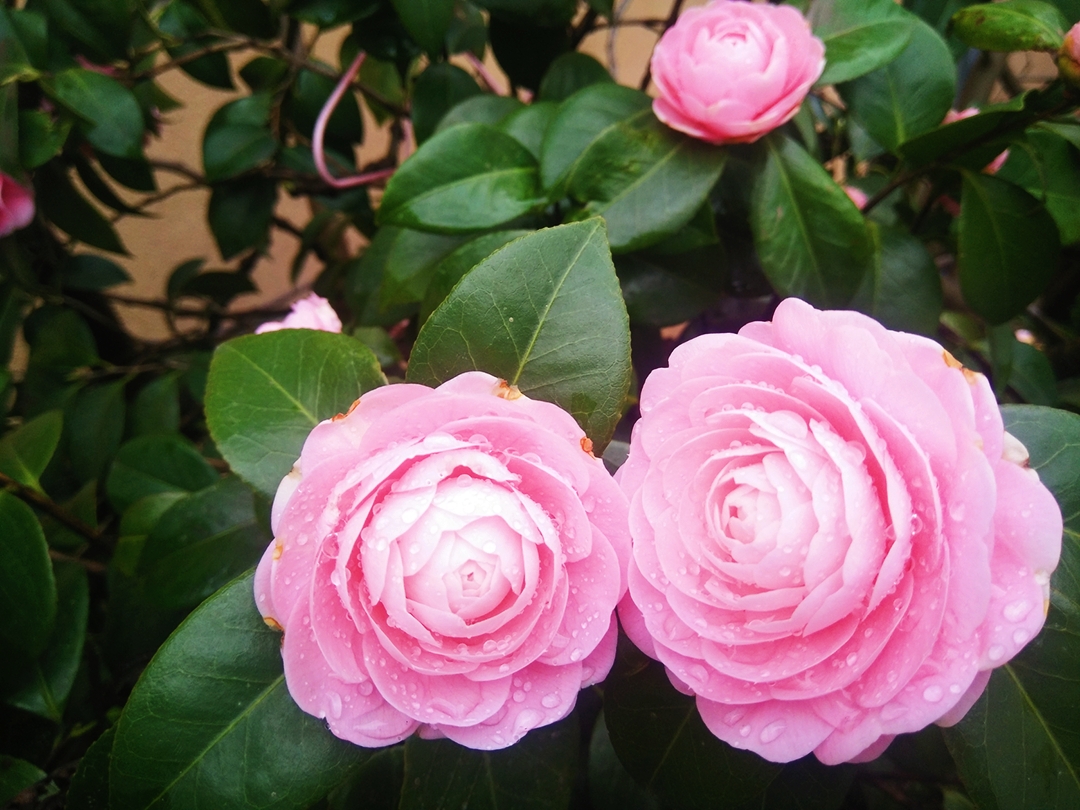 山茶花 