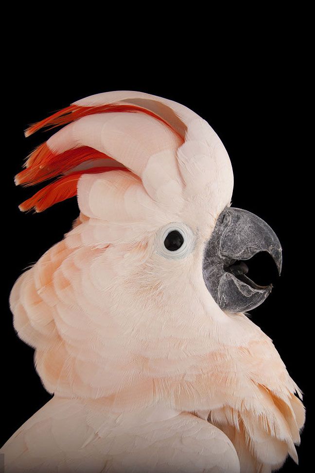 橘冠凤头鹦鹉图片