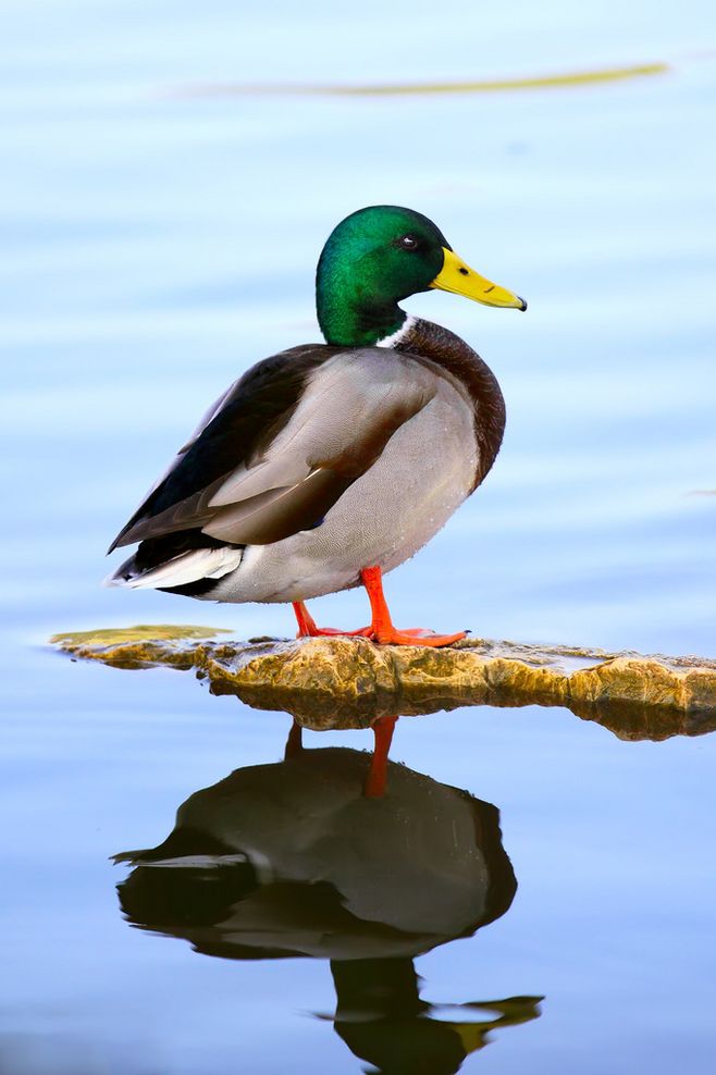 雁形目·鸭科·鸭属:绿头鸭(雄)