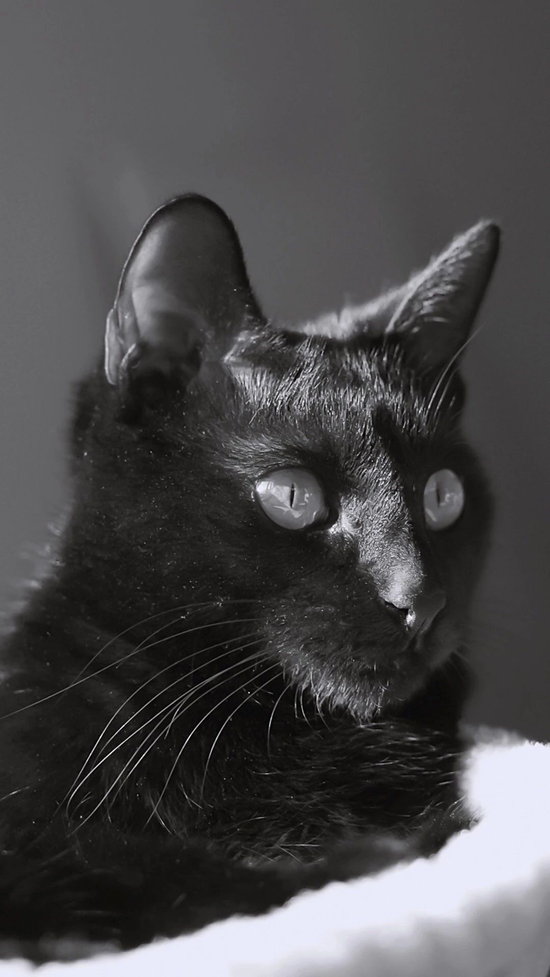 黑猫壁纸