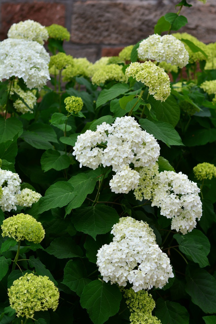 绣球花(学名:hydrangea macrophylla (thunb.) ser.