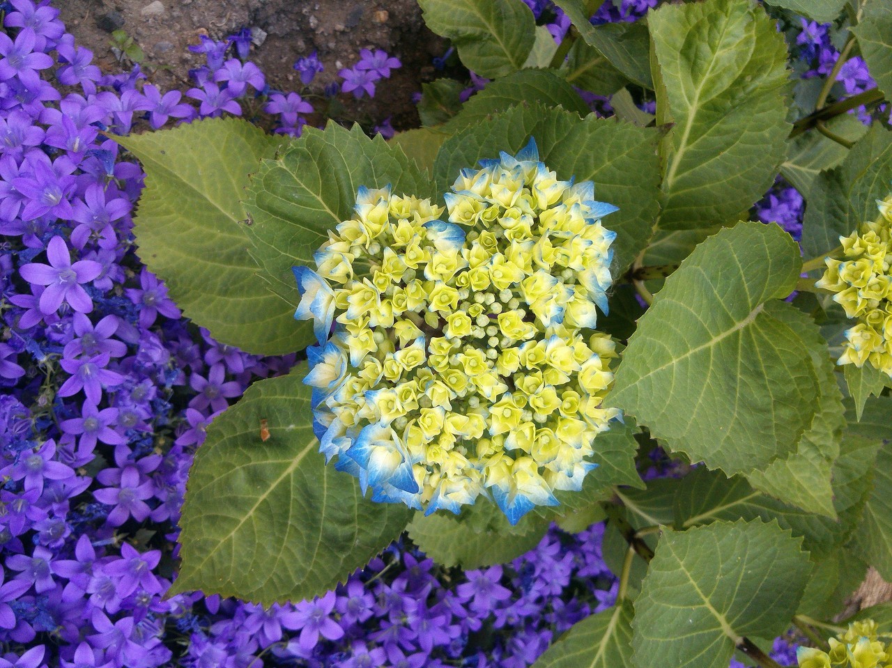 绣球花(学名:hydrangea macrophylla (thunb.) ser.