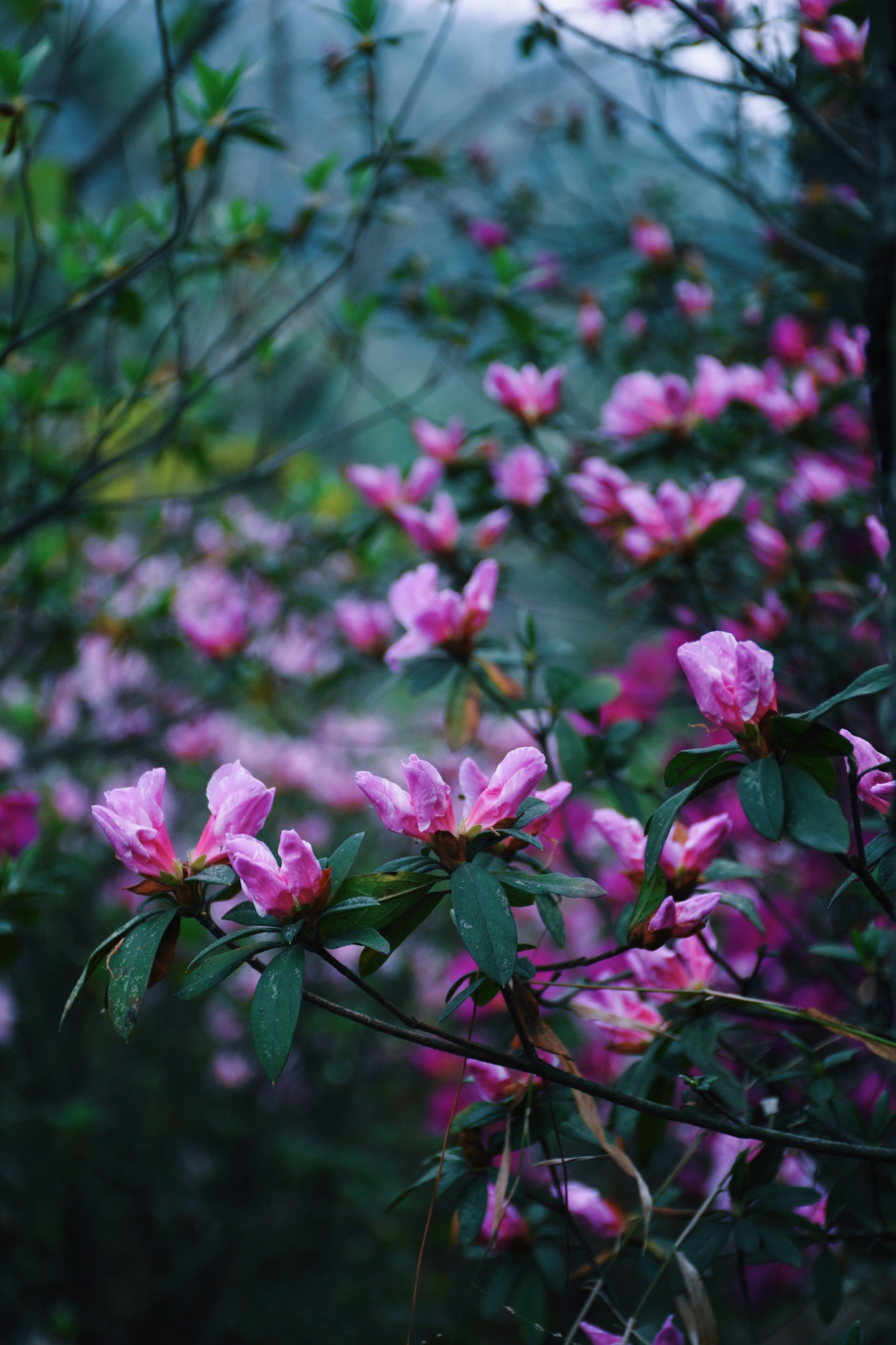 杜鹃花 