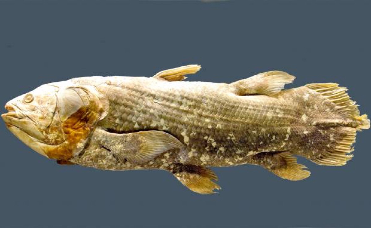 腔棘鱼灭绝图片