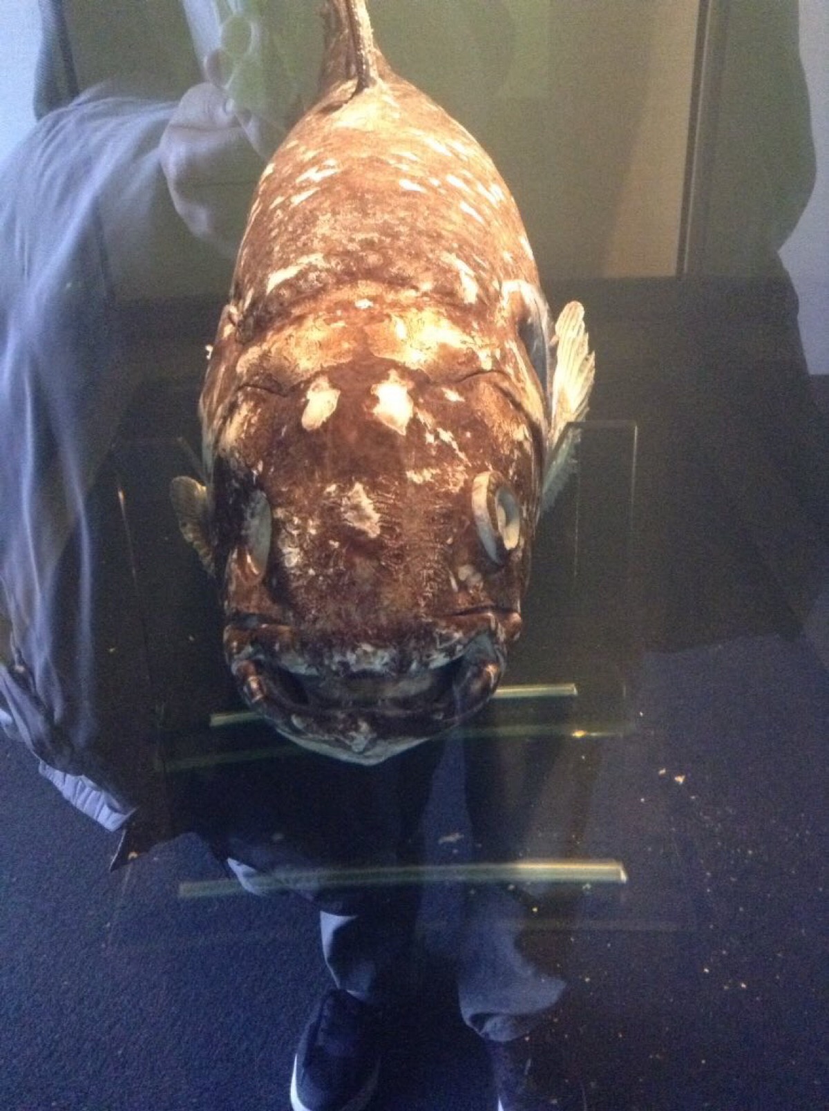 腔棘鱼标本