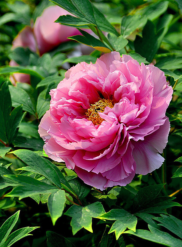 春深富贵花如此,一笑尊前醉眼看.【牡丹】