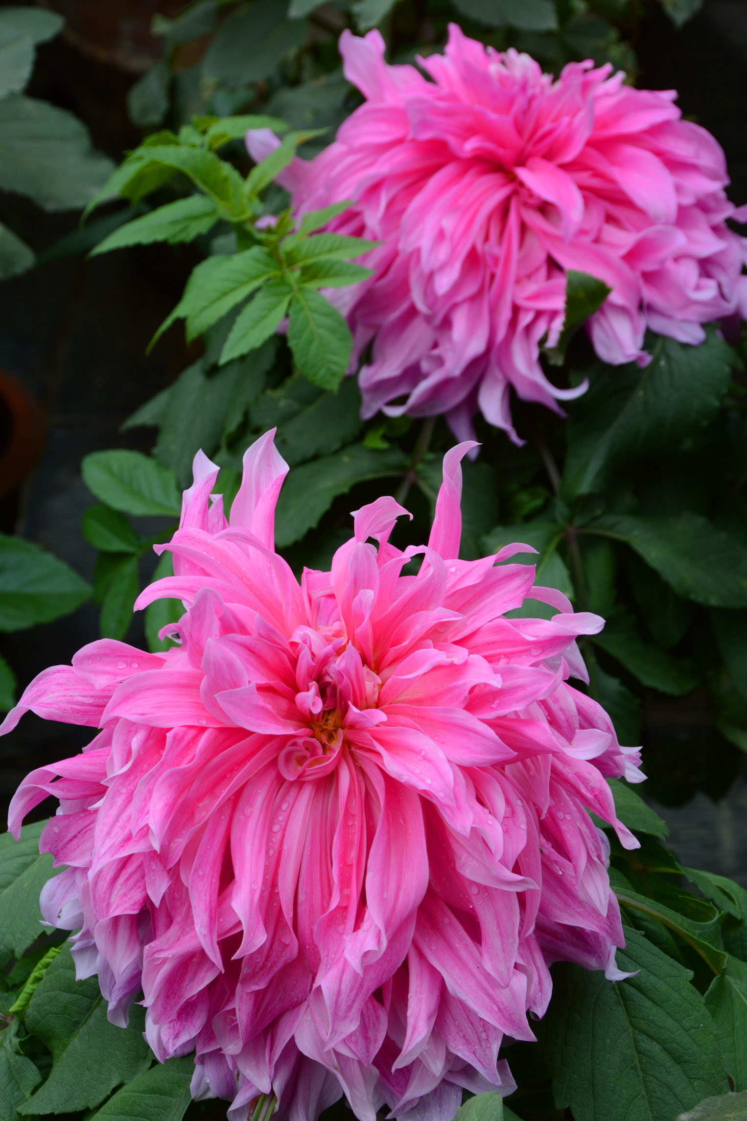 大丽花(dahlia pinnata cav