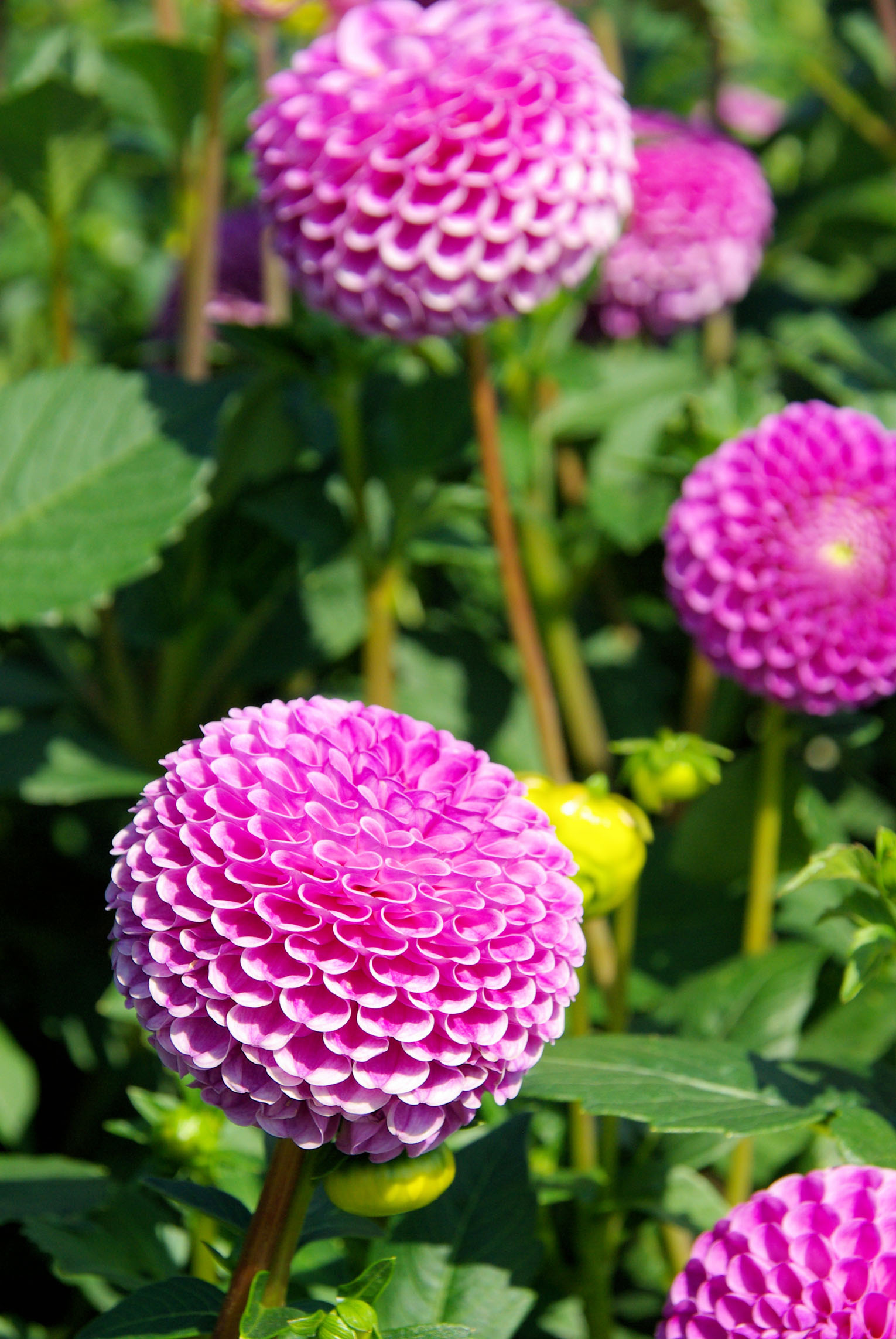 大丽花(dahlia pinnata cav