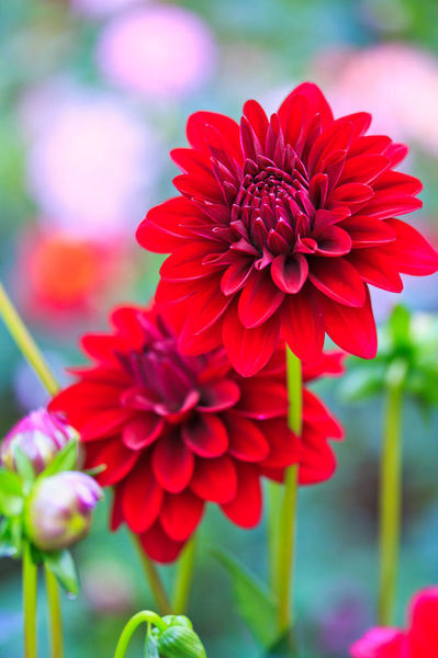 大丽花(dahlia pinnata cav.