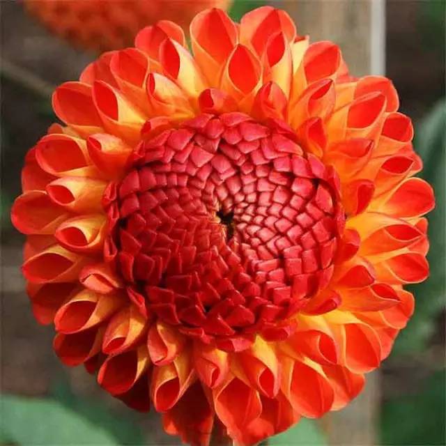大丽花(dahlia pinnata cav.