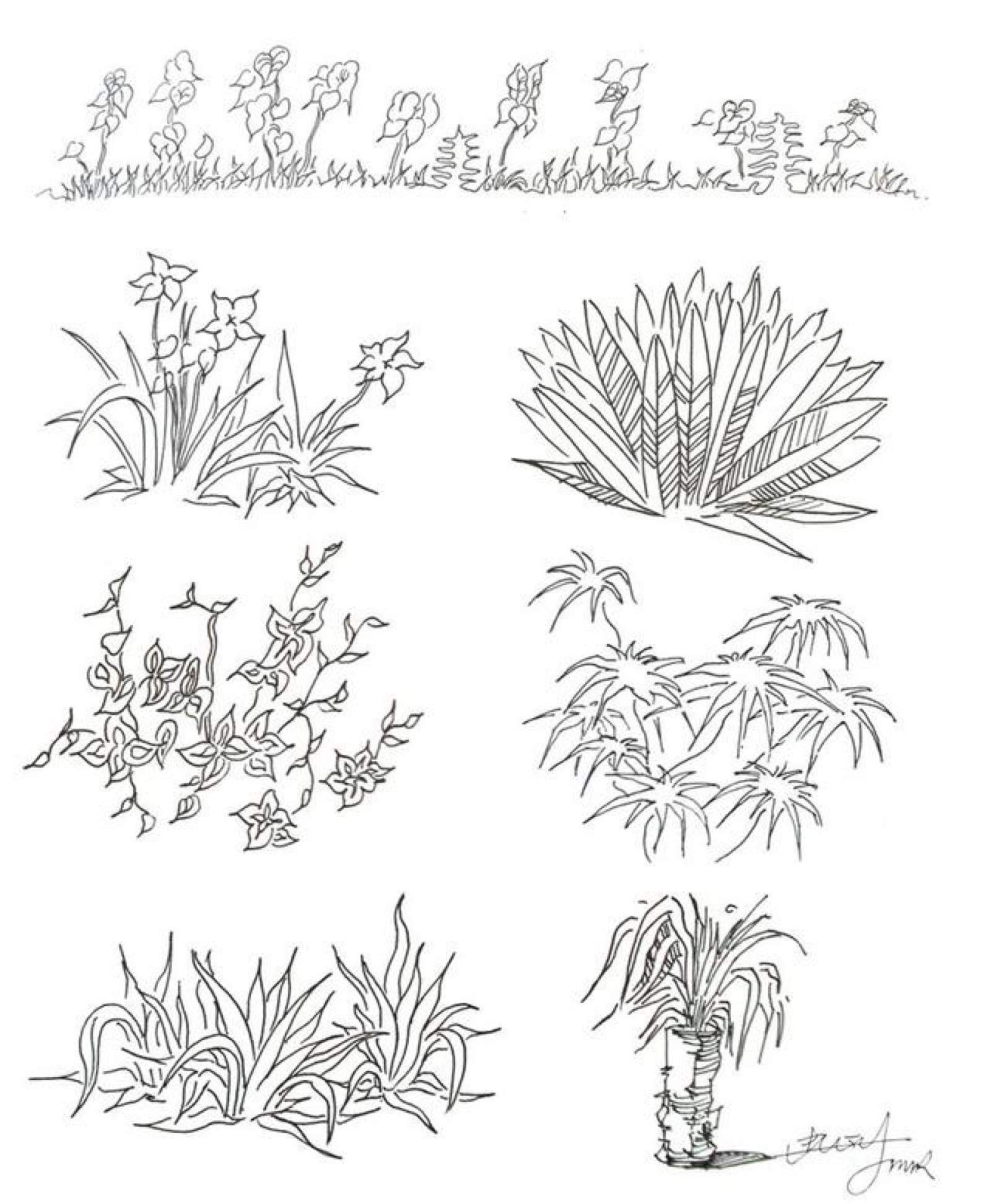 12种树的画法 简易图片