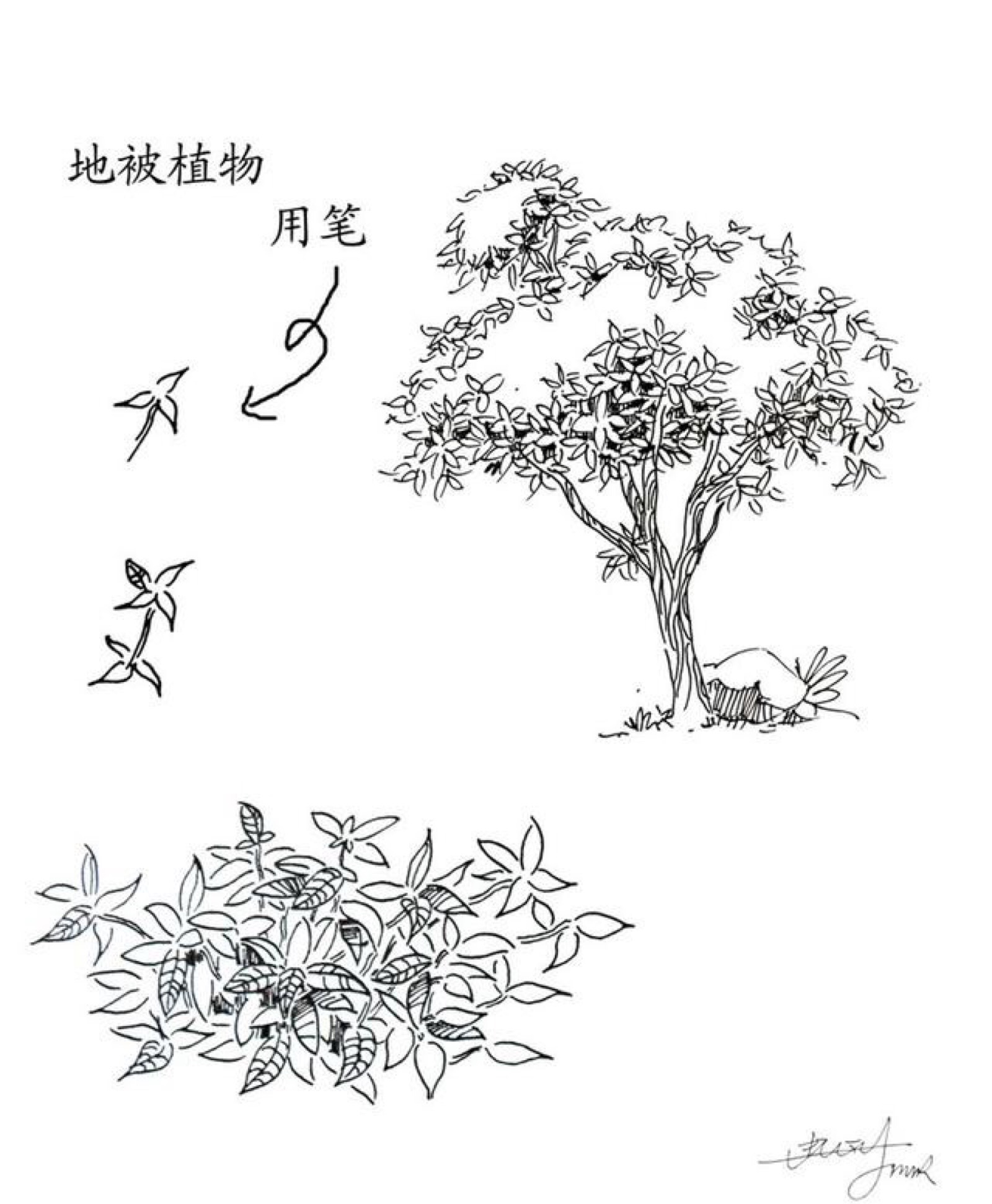 树的16种画法种树图片