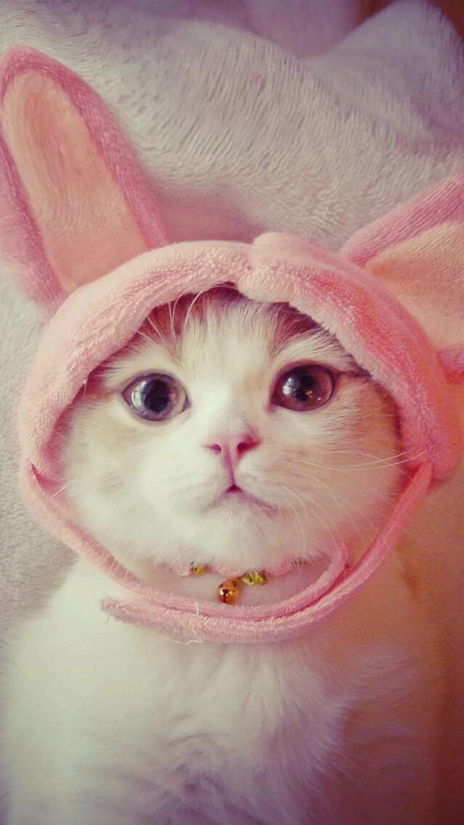 粉猫咪