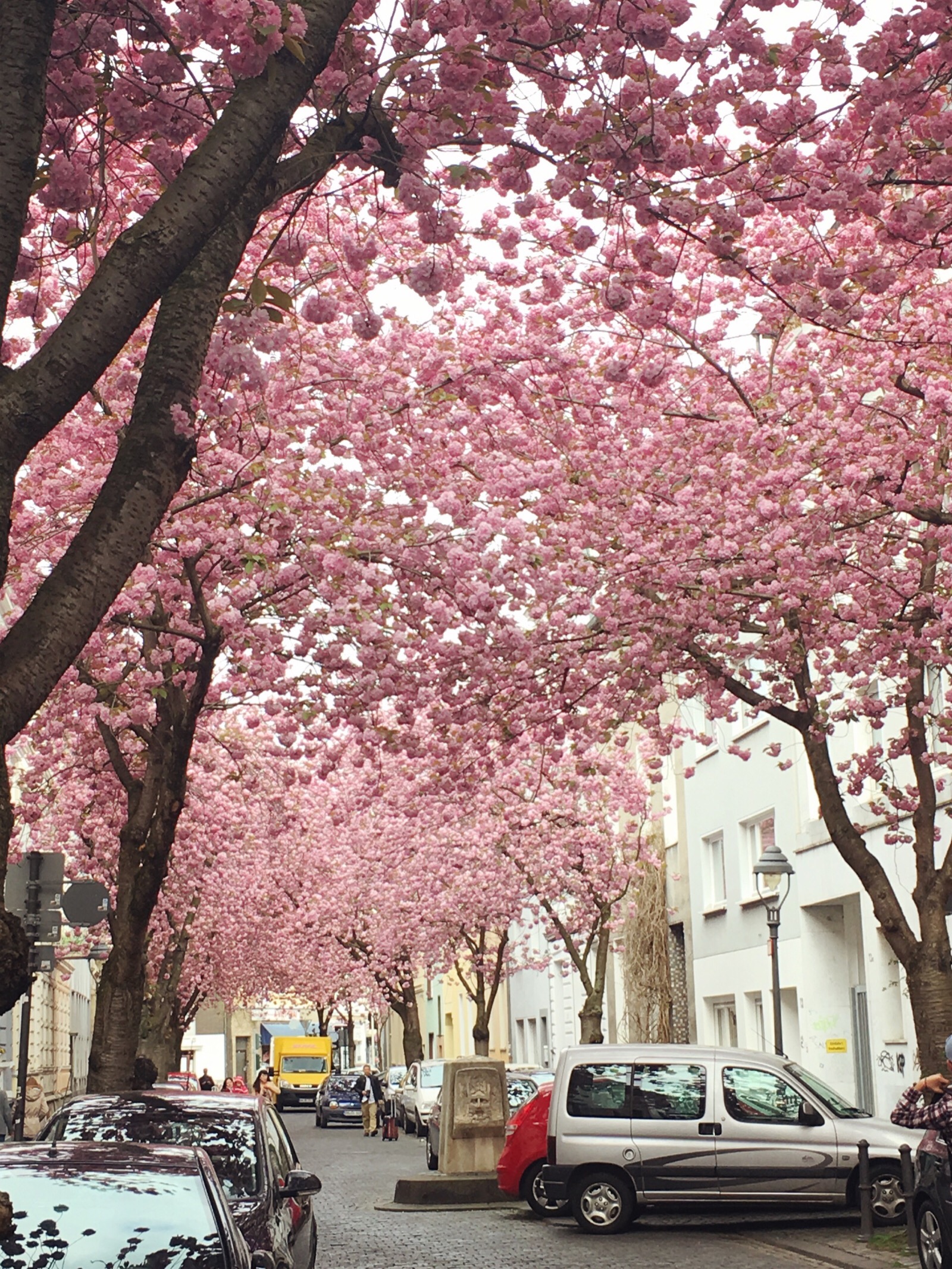 波恩的樱花街,我在德国的第三个春天