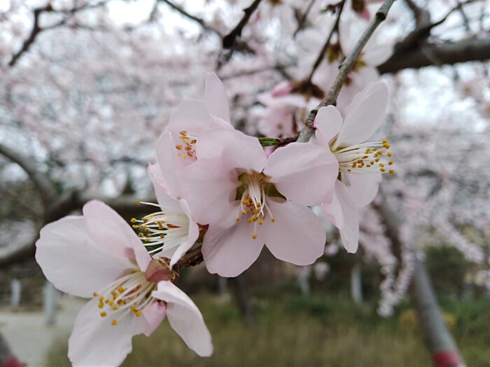 一树桃花开