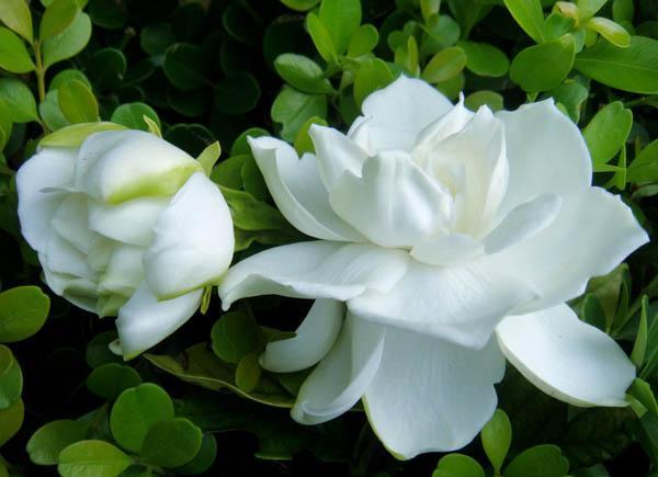 栀子花:"永恒的爱与约定".