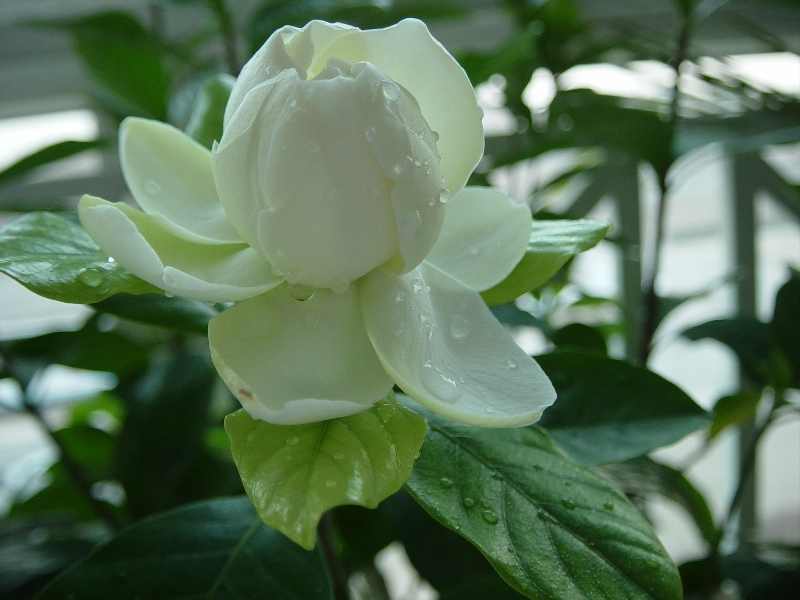 栀子花:"永恒的爱与约定".