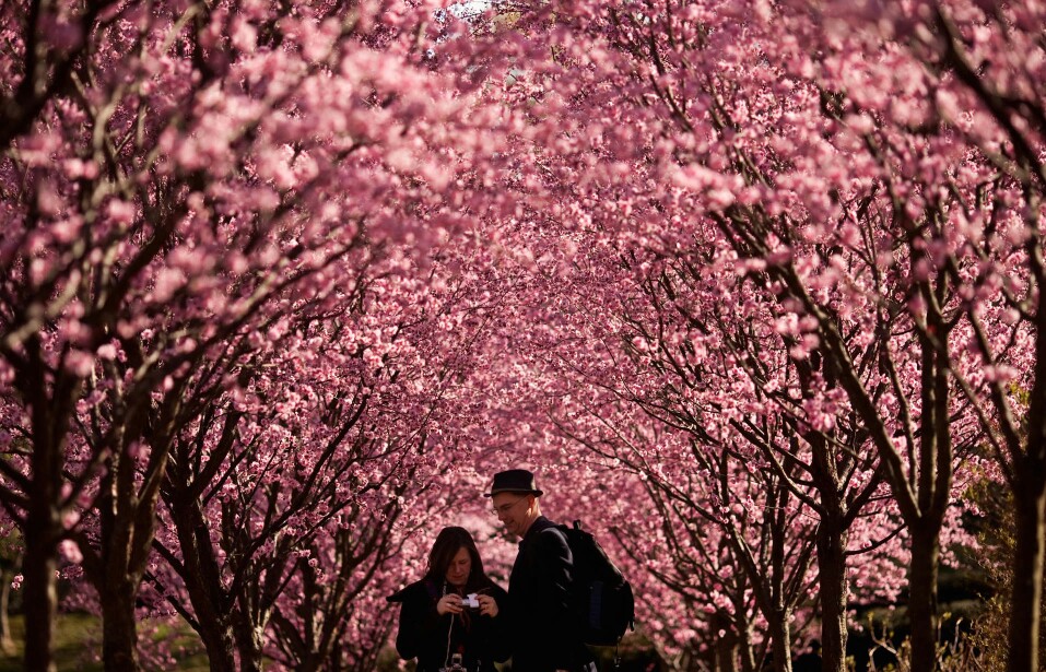 樱花林 