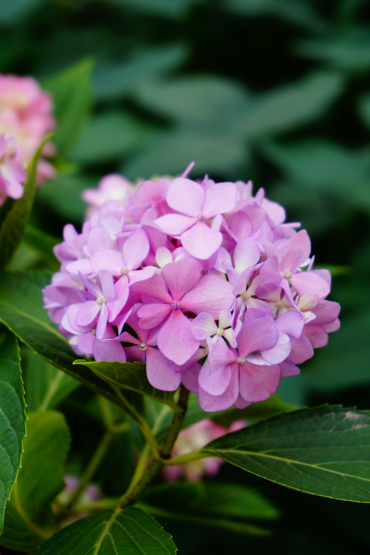 绣球花 