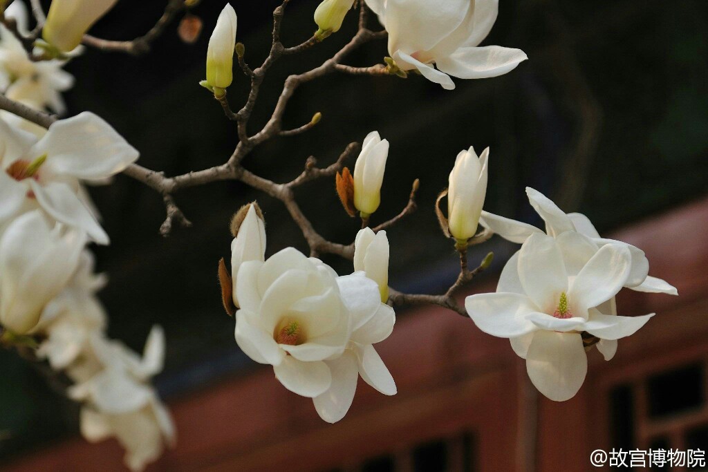 锁屏壁纸风景花草图片