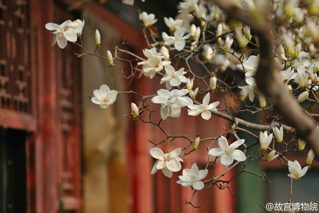 故宫##美景# #wallpaper# #壁纸# #锁屏# #背景# #电脑壁纸