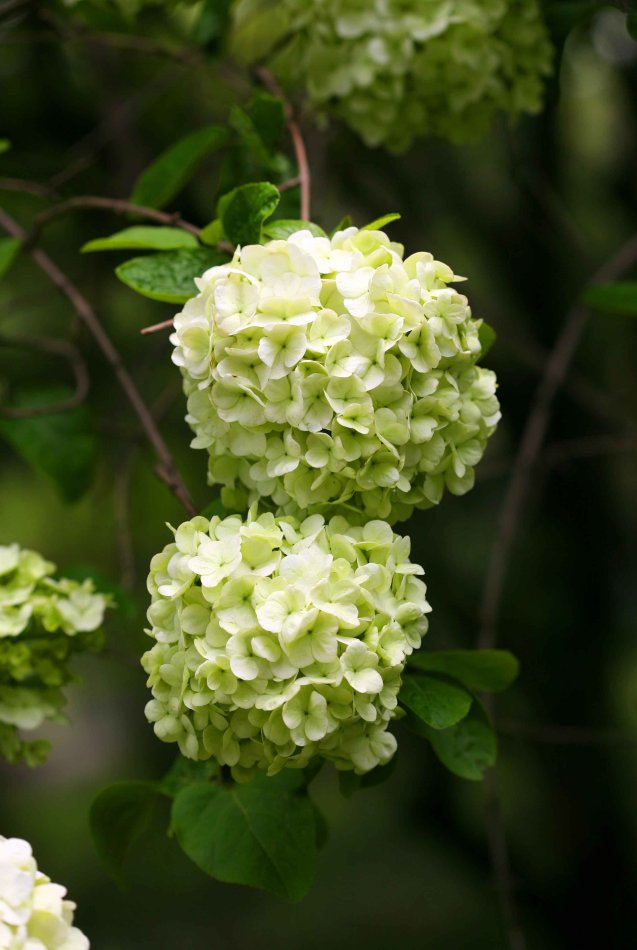 绣球花 