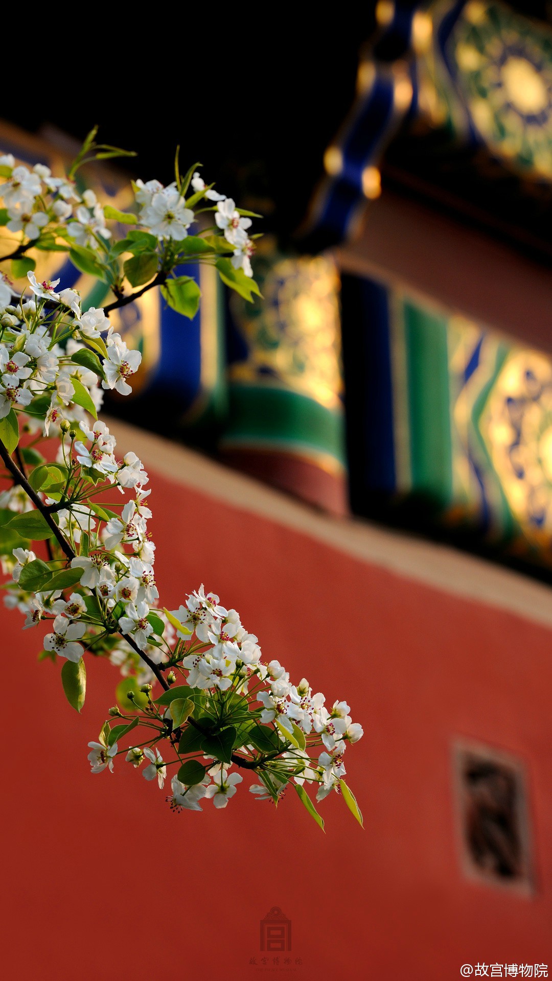 故宫##美景# #wallpaper# #壁纸# #锁屏# #背景# #手机壁纸