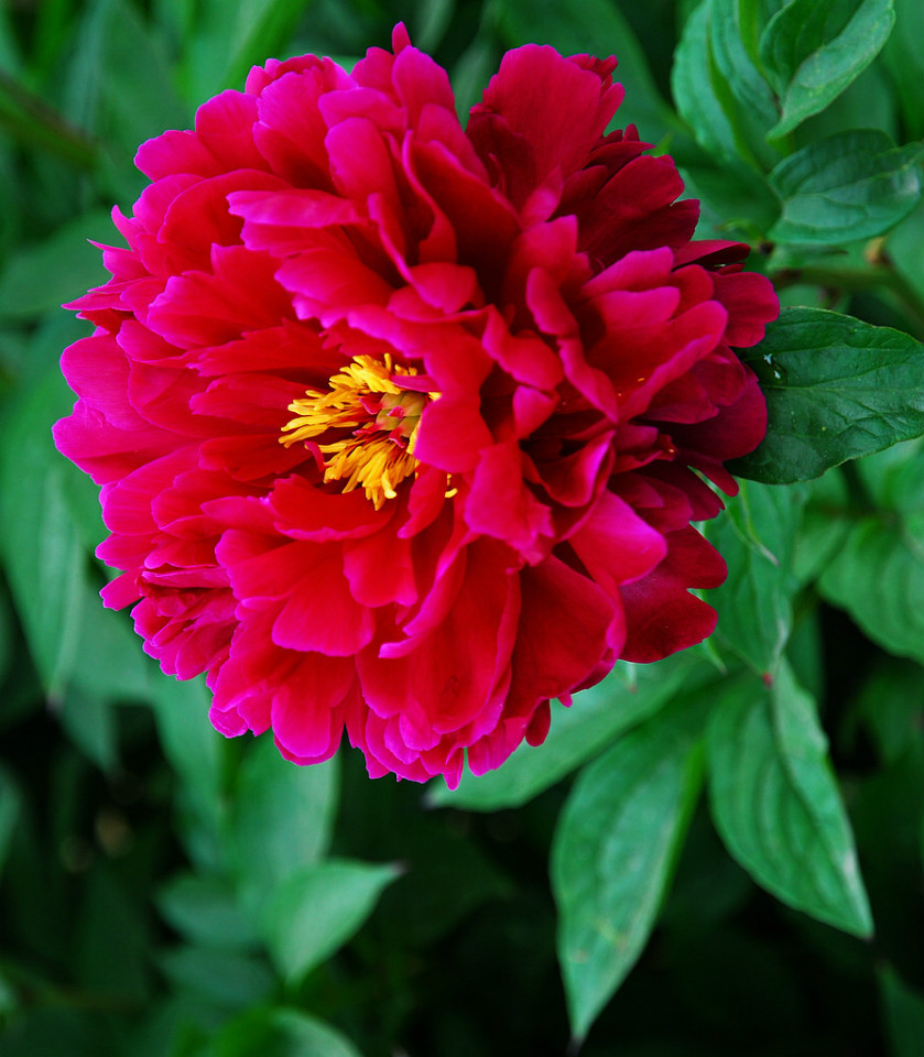 芍药