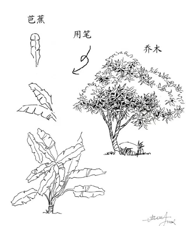 简笔画 树的画法