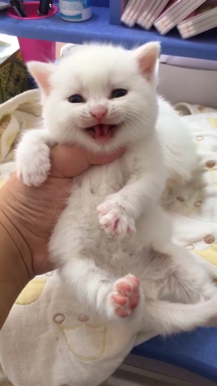 纯白 蓝白 网红猫 布偶猫 高地 英短 美短 乳白 蓝眼睛猫咪 加菲 精品