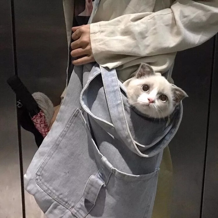 头像,猫,小动物,小清新