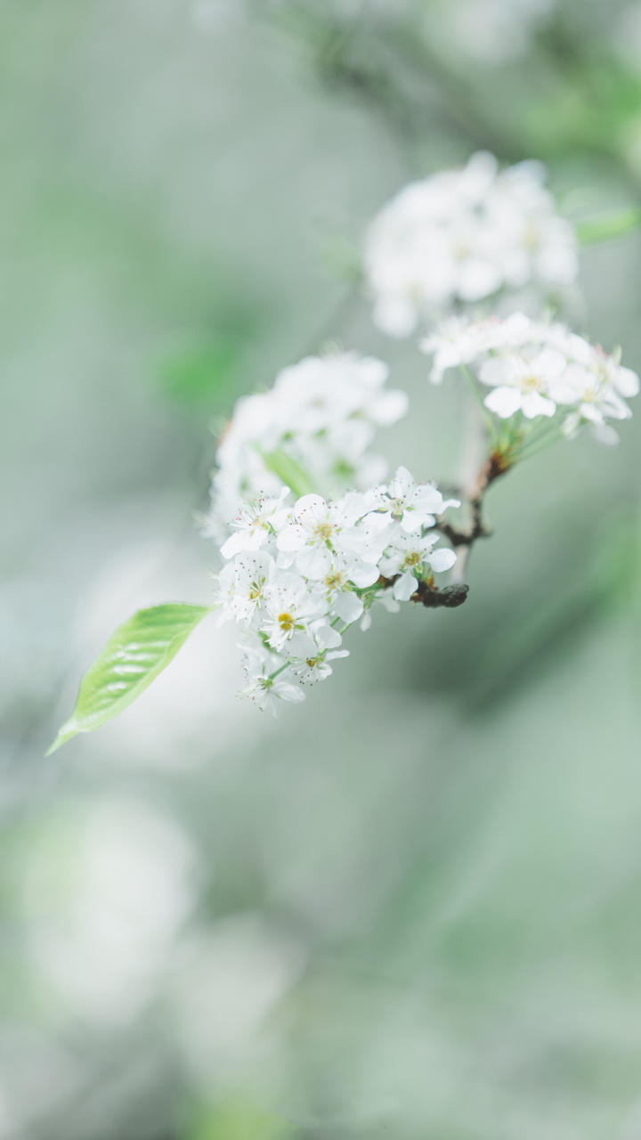 鲜花 插花 捧花 花艺 清新 摄影 绿植 淡雅 自然 壁纸 锁屏 屏保 高清