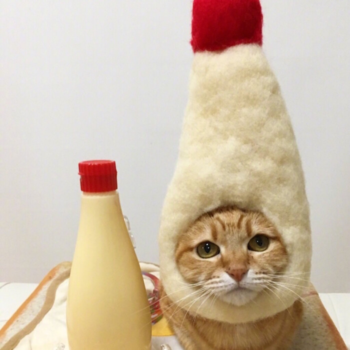 萌宠 超级蠢萌可爱的猫咪 搞怪头像