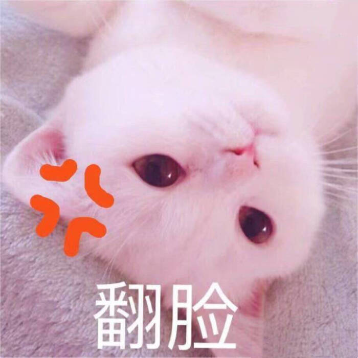 猫咪表情包