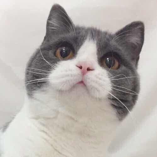 纯白 蓝白 网红猫 布偶猫 高地 英短 美短 乳白