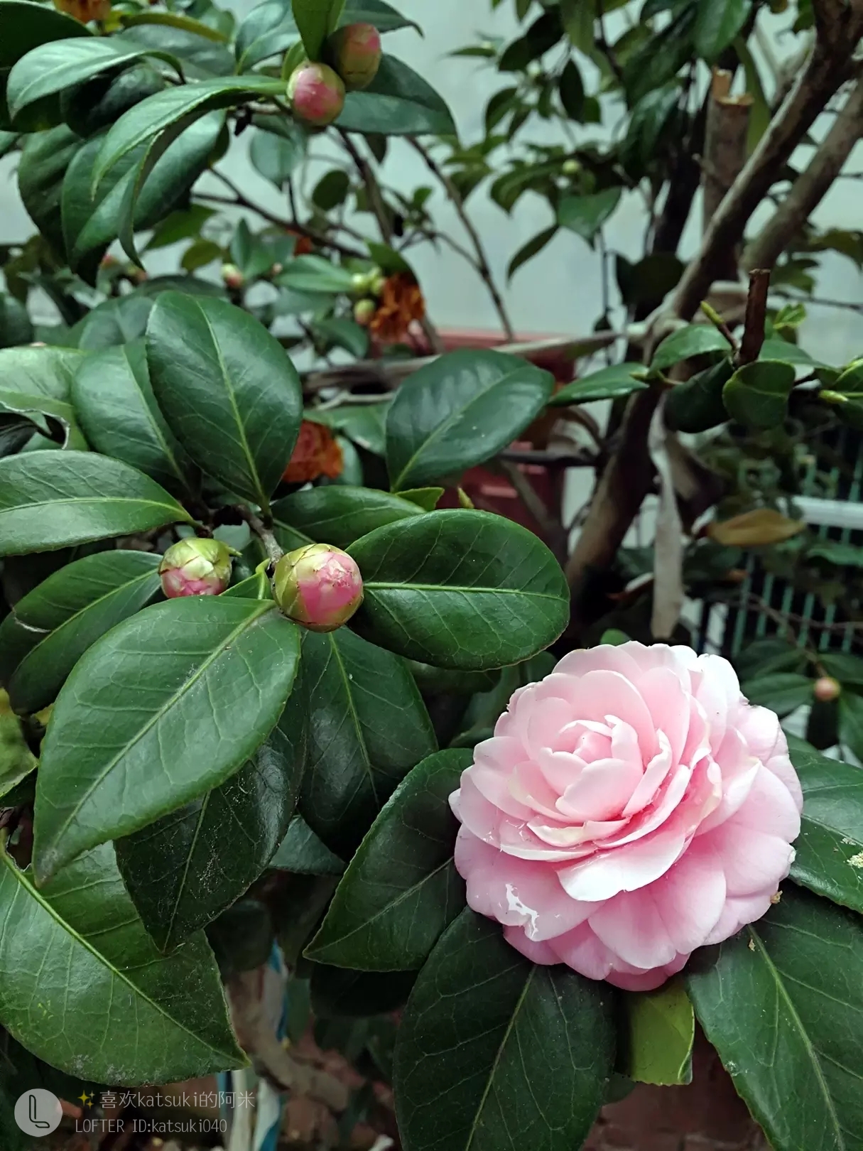 世人将山茶花称之为曼陀罗花,因为在道家传说中,北方曼陀罗星君手持