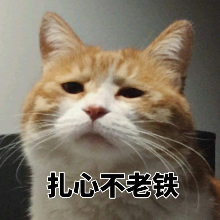 猫猫表情包