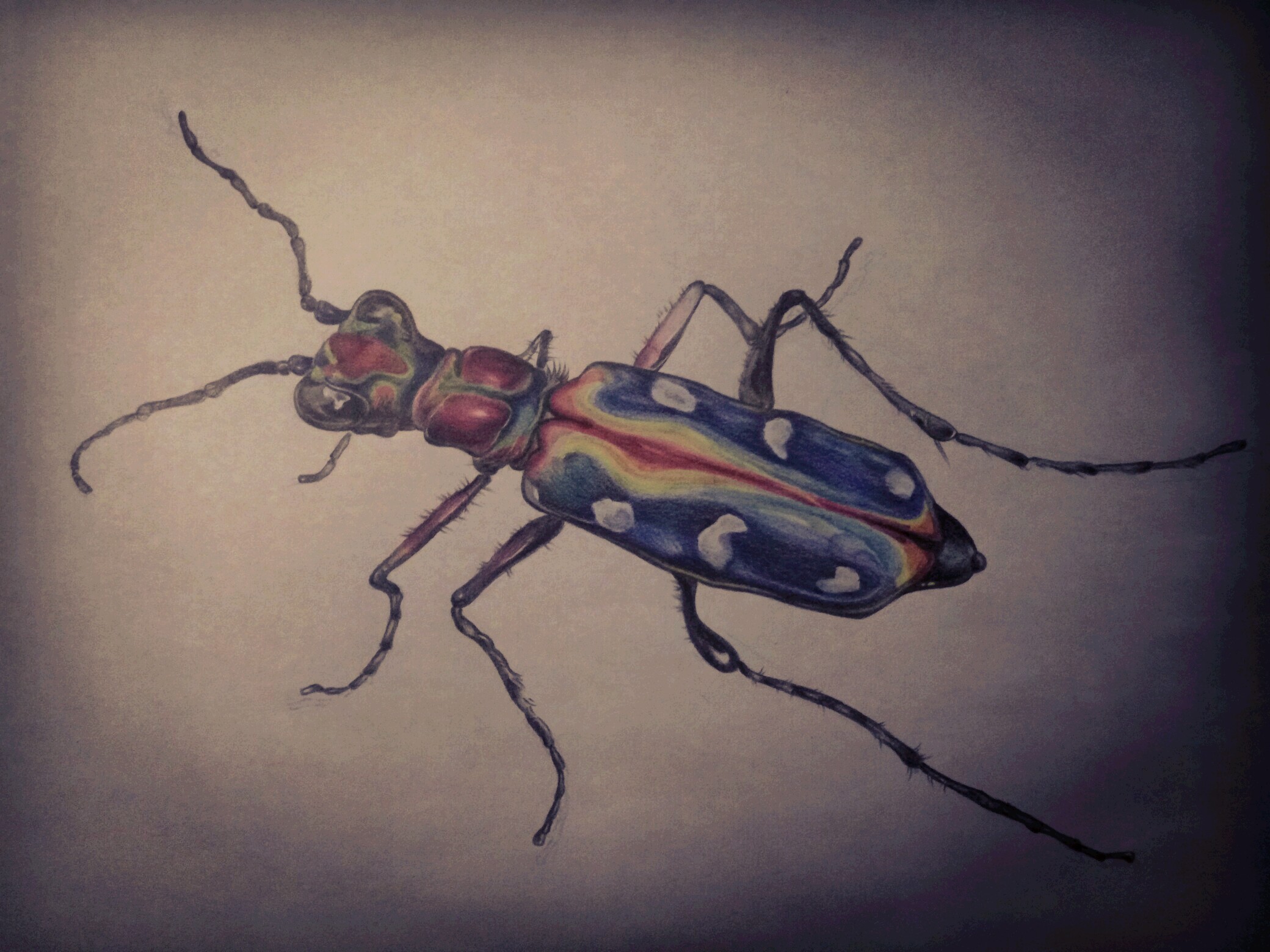 虎甲虫简笔画图片